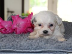 Photo3 for Polly