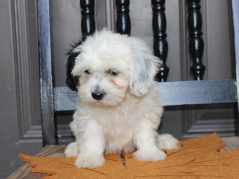 Pansy, a black & white Shichon (Teddy Bear) puppy in Indiana.