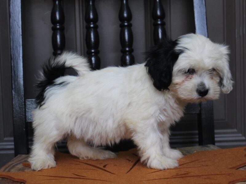 Pansy, a black & white Shichon (Teddy Bear) puppy in Indiana.