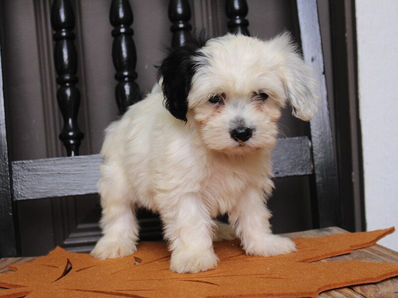 Pansy, a black & white Shichon (Teddy Bear) puppy in Indiana.