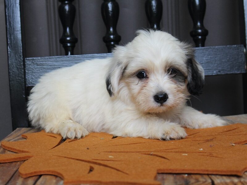 Parker, a black & white Shichon (Teddy Bear) puppy in Indiana.