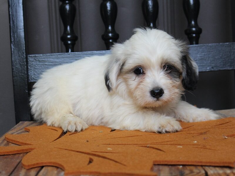 Parker, a black & white Shichon (Teddy Bear) puppy in Indiana.