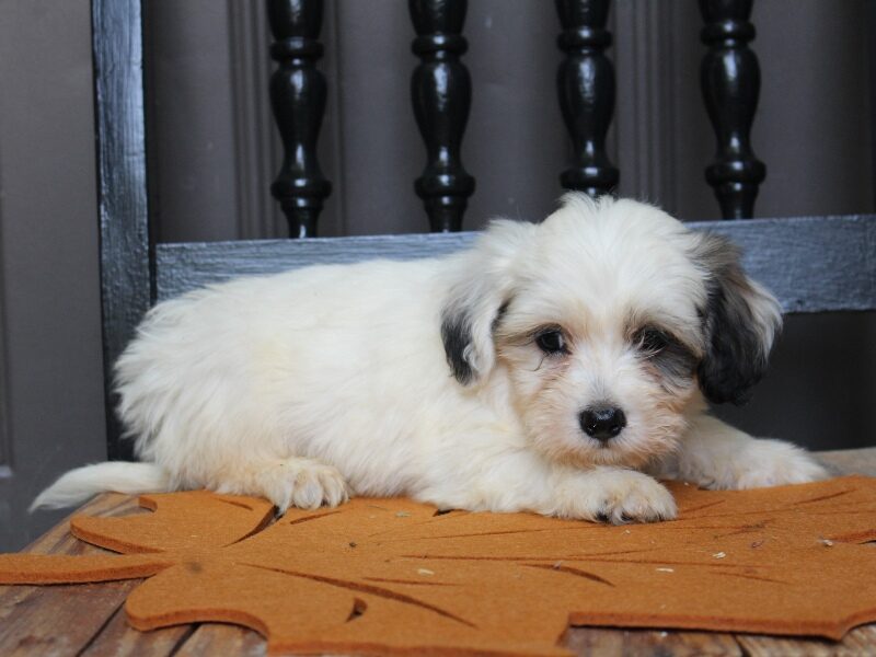 Parker, a black & white Shichon (Teddy Bear) puppy in Indiana.
