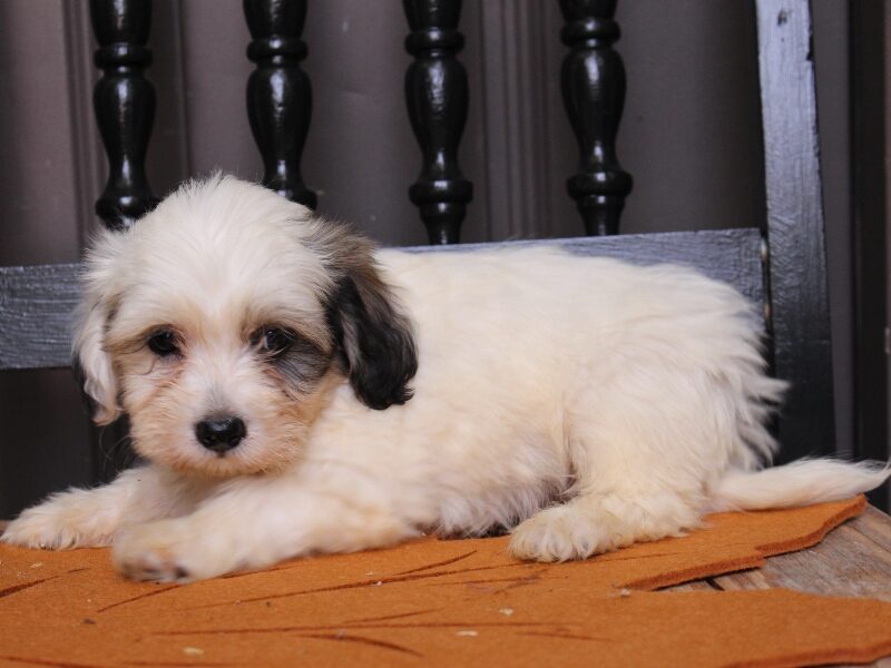 Parker, a black & white Shichon (Teddy Bear) puppy in Indiana.