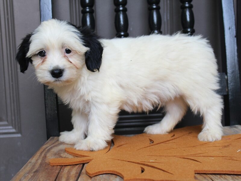 Patrick, a black & white Shichon (Teddy Bear) puppy in Indiana.