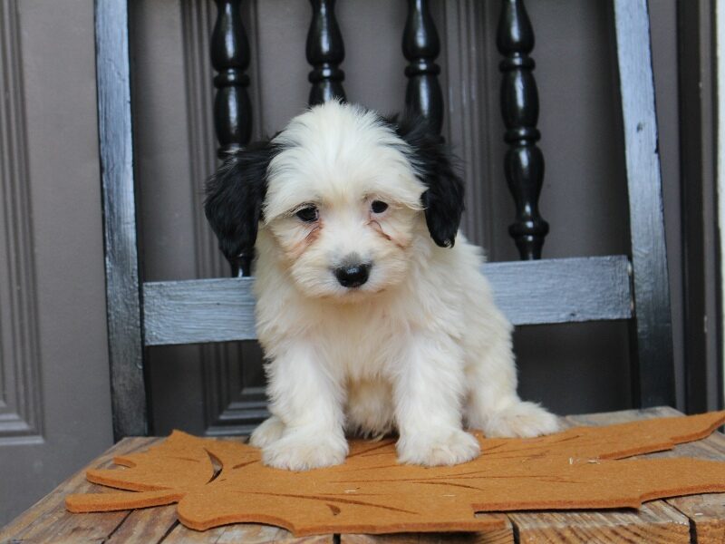Patrick, a black & white Shichon (Teddy Bear) puppy in Indiana.