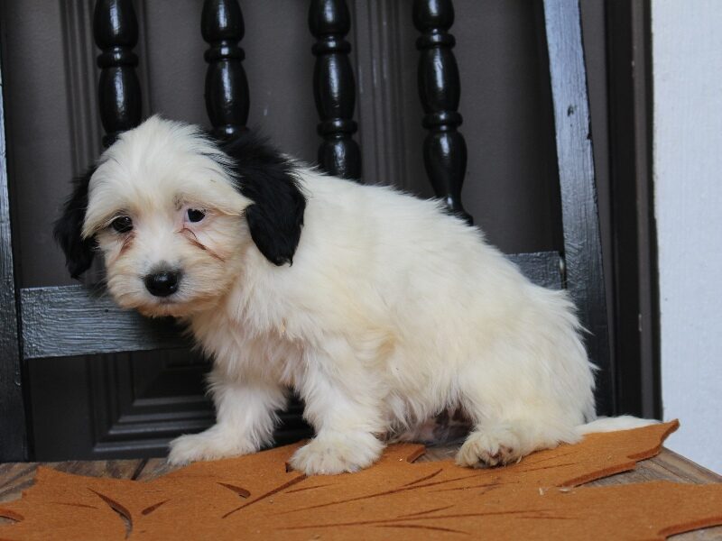 Patrick, a black & white Shichon (Teddy Bear) puppy in Indiana.