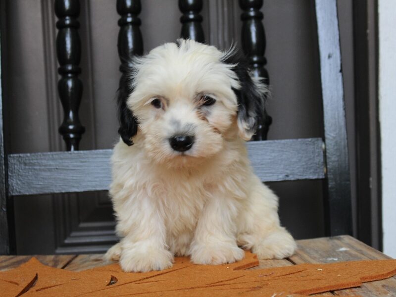 Peterson, a black & white Shichon (Teddy Bear) puppy in Indiana.