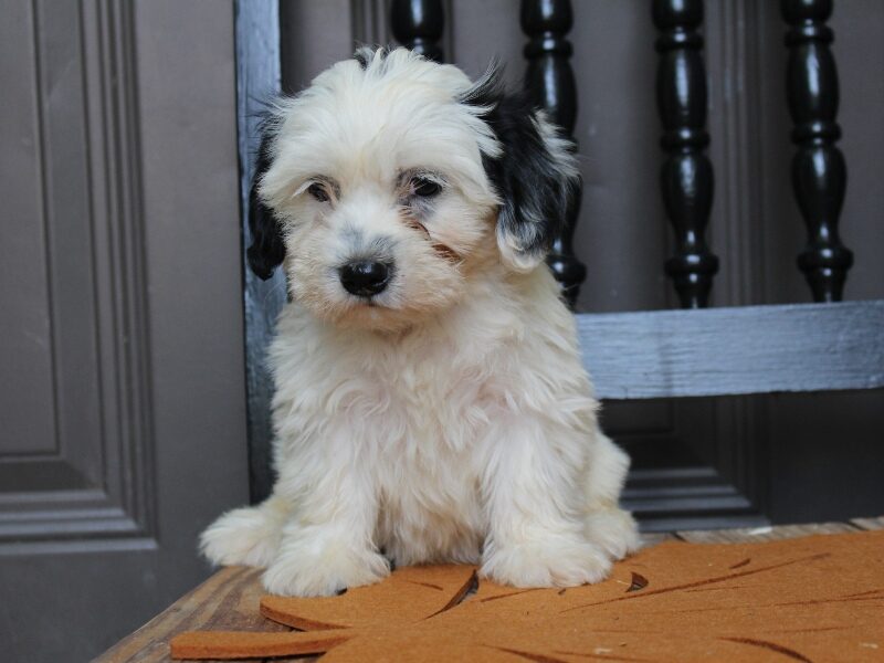 Peterson, a black & white Shichon (Teddy Bear) puppy in Indiana.