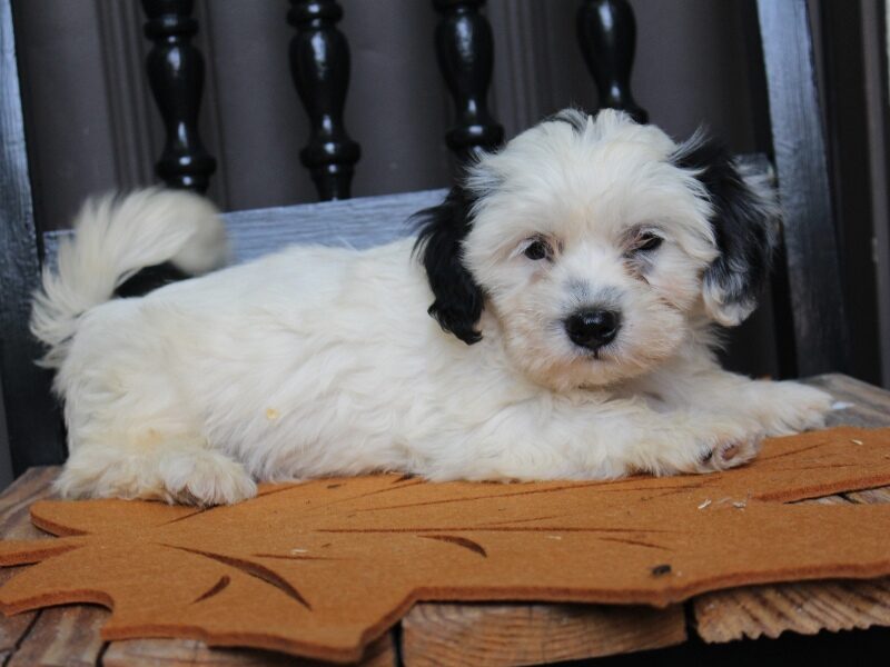Peterson, a black & white Shichon (Teddy Bear) puppy in Indiana.