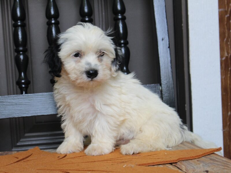 Peterson, a black & white Shichon (Teddy Bear) puppy in Indiana.