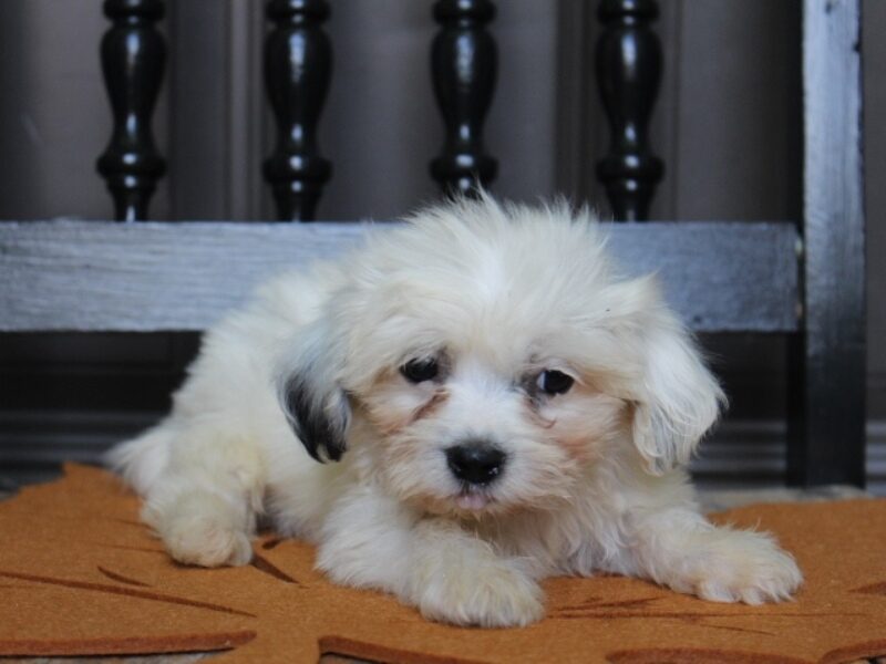 Polly, a white Shichon (Teddy Bear) puppy in Indiana.