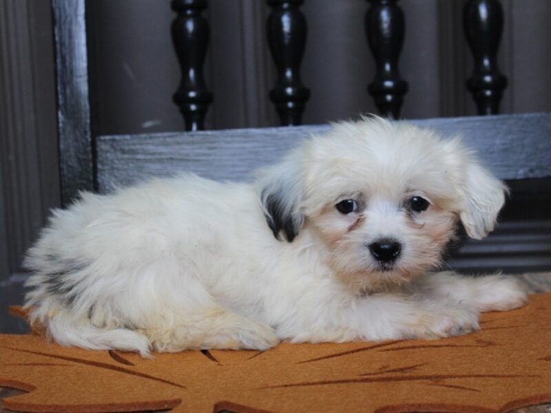 Polly, a white Shichon (Teddy Bear) puppy in Indiana.