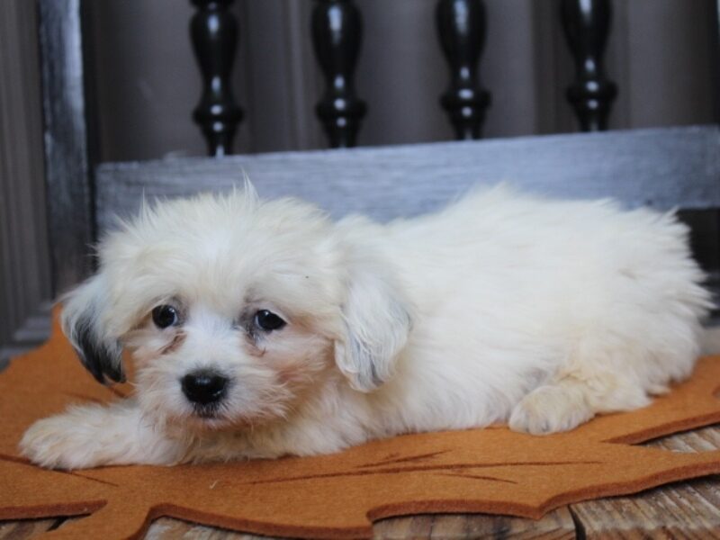 Polly, a white Shichon (Teddy Bear) puppy in Indiana.