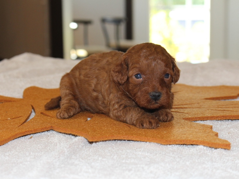 Cinnamon
