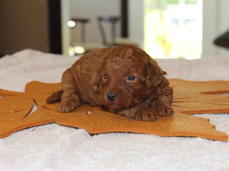 Cinnamon image