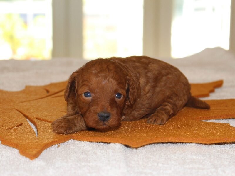 Cinnamon image
