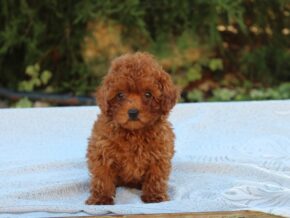 Photo of Cinnamon