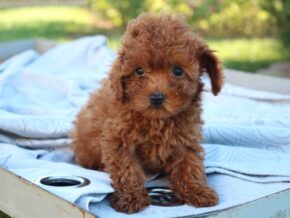 Photo of Cinnamon