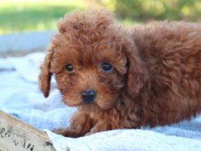 Photo of Cinnamon