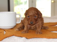 Photo2 for PumkinSpice