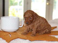 Photo1 for PumkinSpice