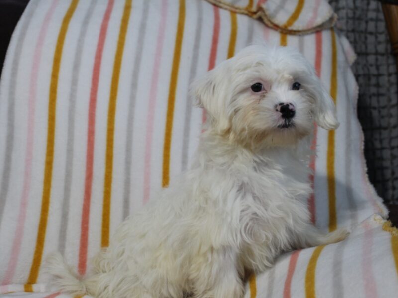 Tara, a white Shichon (Teddy Bear) puppy in Indiana.