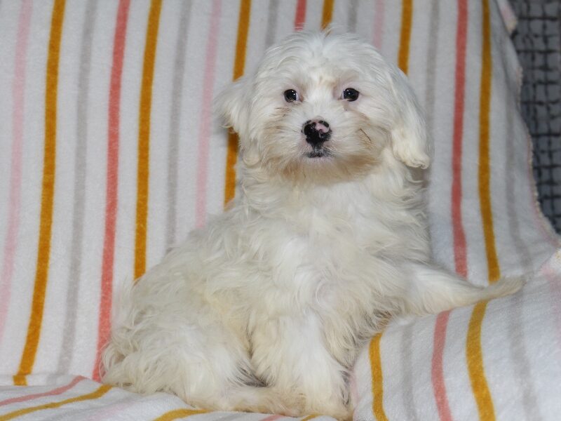 Tara, a white Shichon (Teddy Bear) puppy in Indiana.