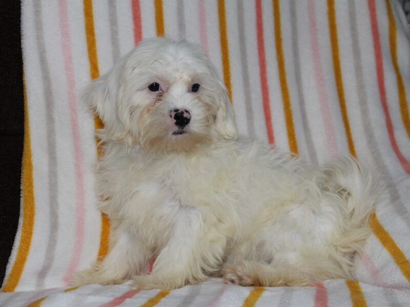 Tara, a white Shichon (Teddy Bear) puppy in Indiana.