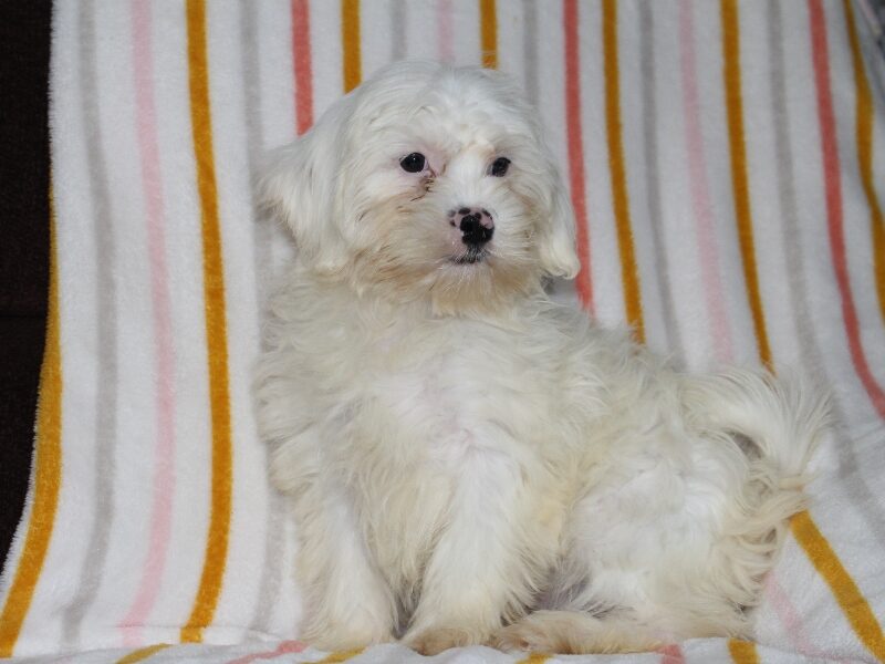 Tara, a white Shichon (Teddy Bear) puppy in Indiana.