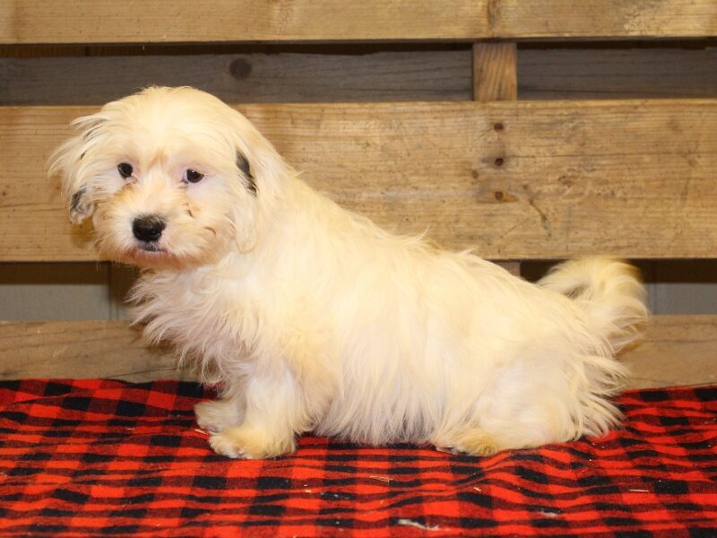 Tonya, a white & black Shichon (Teddy Bear) puppy in Indiana.