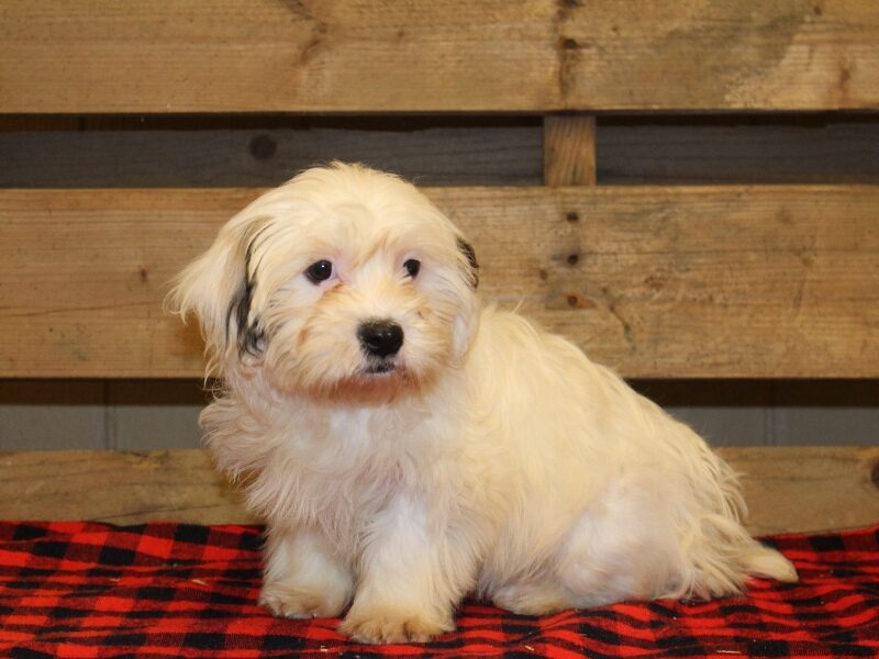 Tonya, a white & black Shichon (Teddy Bear) puppy in Indiana.