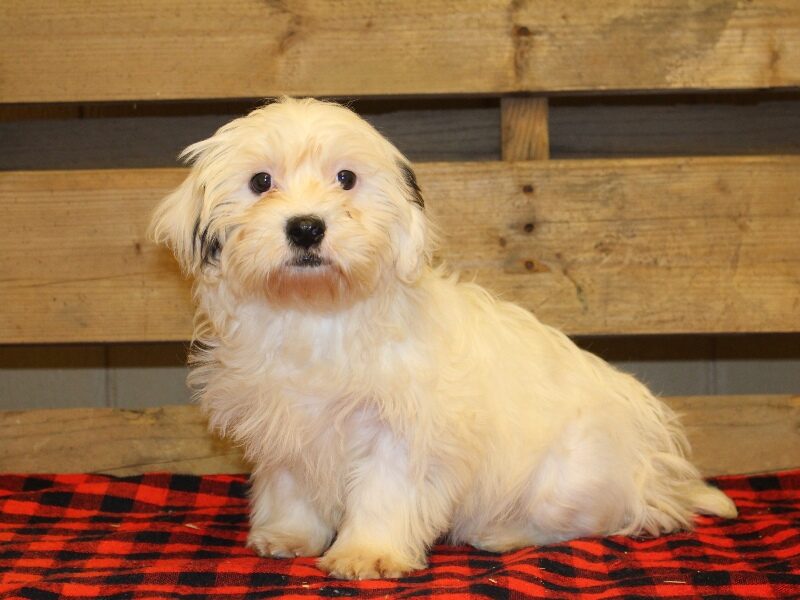 Tonya, a white & black Shichon (Teddy Bear) puppy in Indiana.