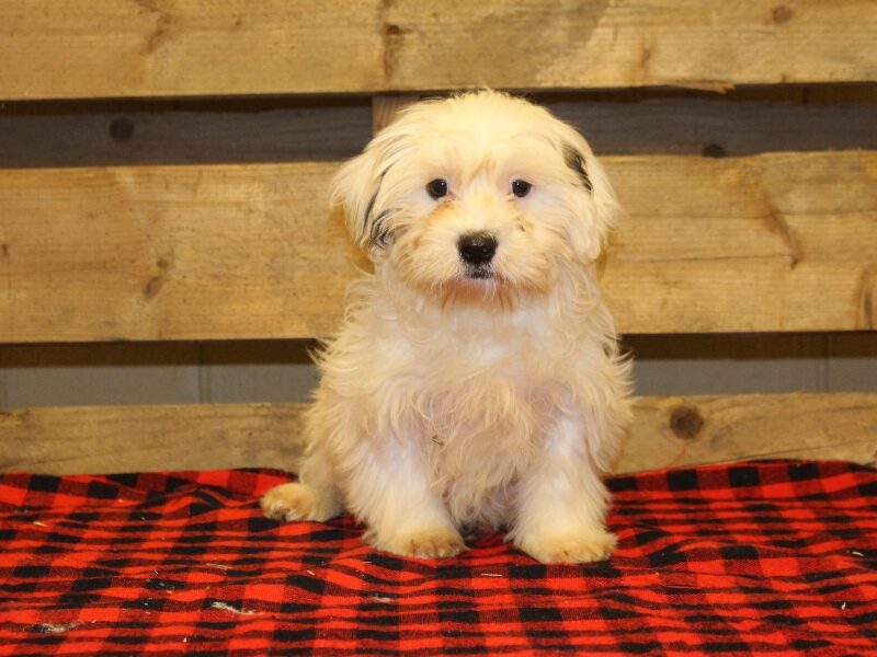 Tonya, a white & black Shichon (Teddy Bear) puppy in Indiana.
