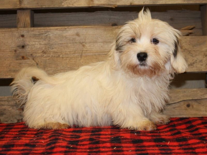 Trace, a white & black Shichon (Teddy Bear) puppy in Indiana.