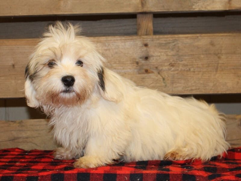 Trace, a white & black Shichon (Teddy Bear) puppy in Indiana.