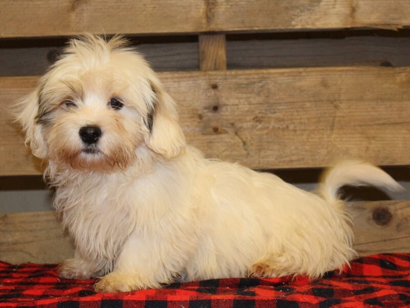 Trace, a white & black Shichon (Teddy Bear) puppy in Indiana.