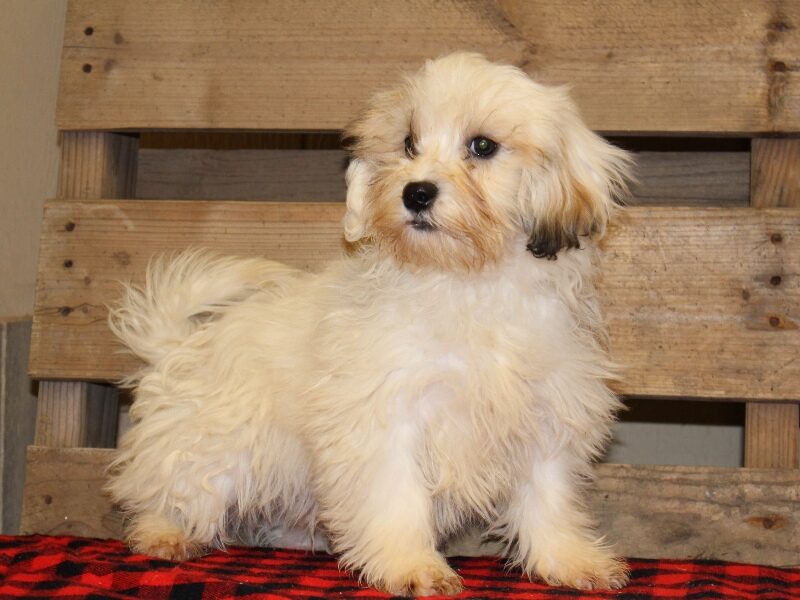 Trevor, a white & black Shichon (Teddy Bear) puppy in Indiana.