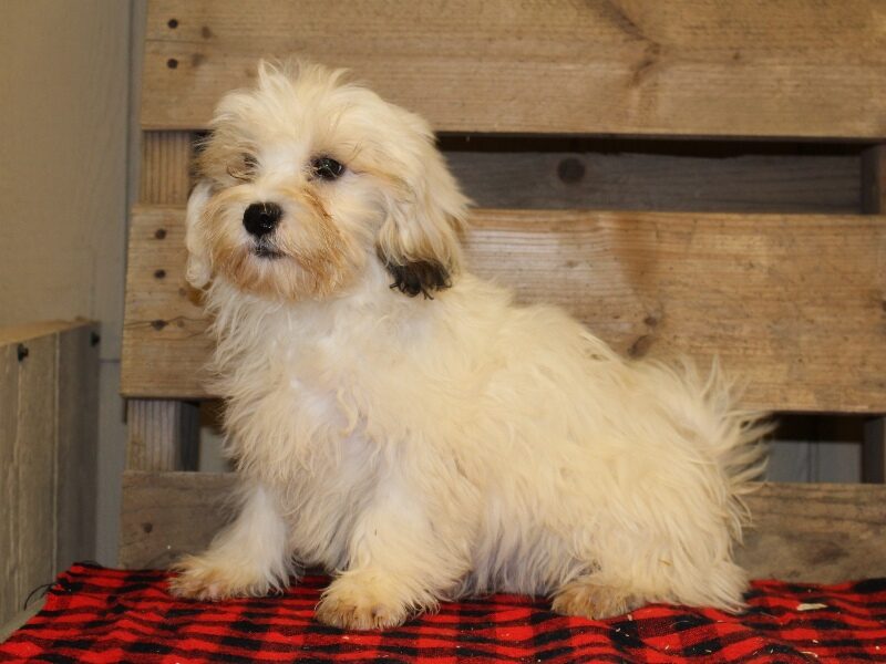 Trevor, a white & black Shichon (Teddy Bear) puppy in Indiana.