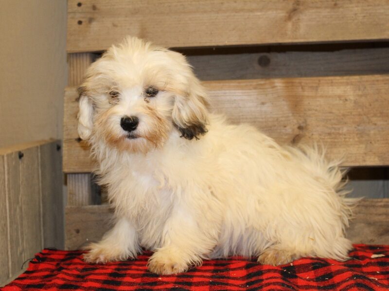 Trevor, a white & black Shichon (Teddy Bear) puppy in Indiana.