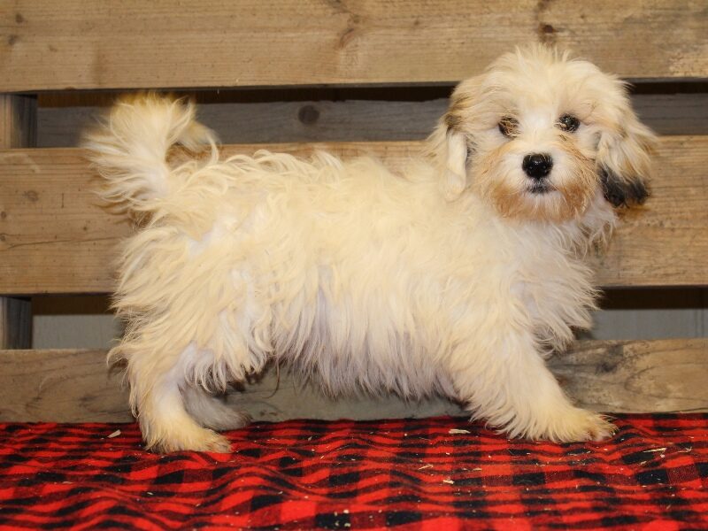 Trevor, a white & black Shichon (Teddy Bear) puppy in Indiana.