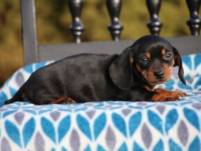 Photo of Bridget