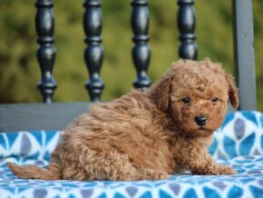 Photo of Gracie