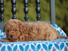 Photo of Gracie