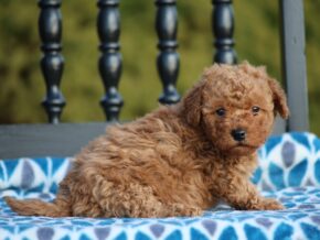 Photo of Gracie