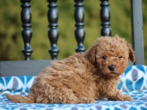 Photo of Gracie