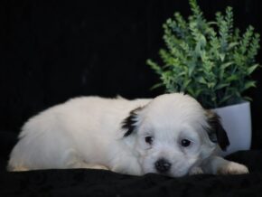 Photo of Shira