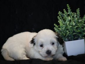 Photo of Shira