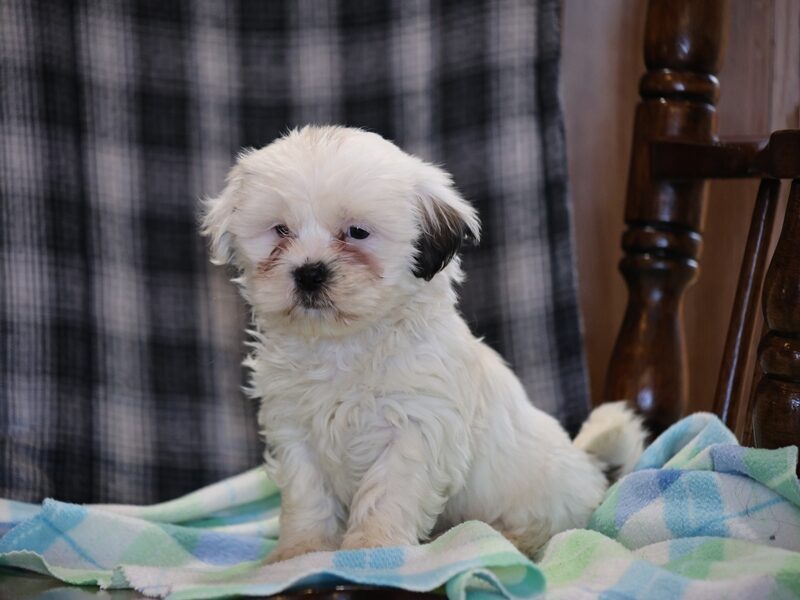 Shane, a black & white Shichon (Teddy Bear) puppy in Indiana.