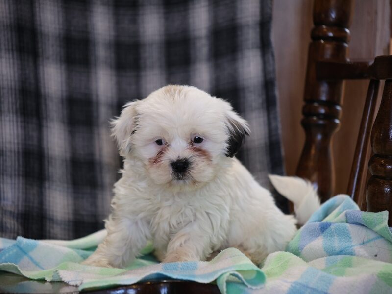 Shane, a black & white Shichon (Teddy Bear) puppy in Indiana.